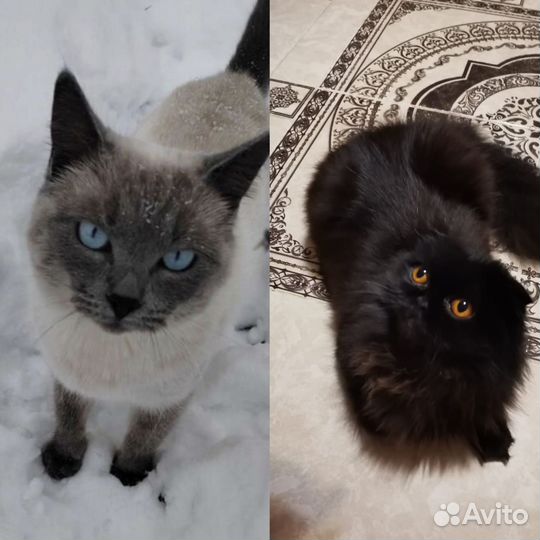 Котенок