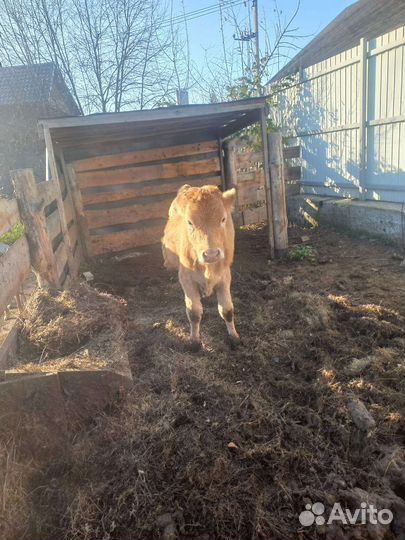 Корова телка