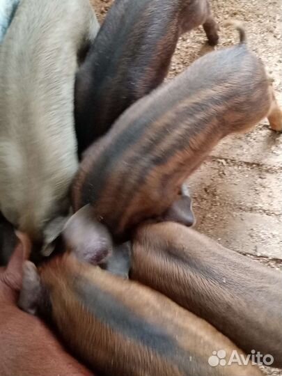 Поросята дюрок