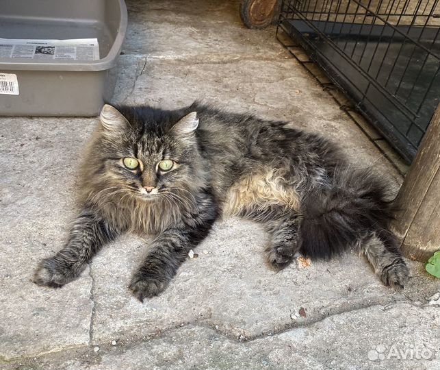 Кошечку сдали в приют