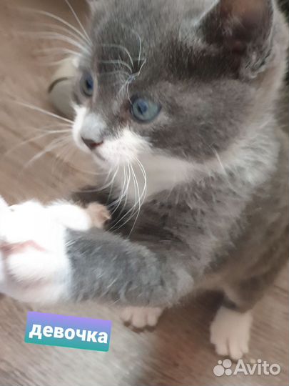 Котята в добрые руки приучены к лотку