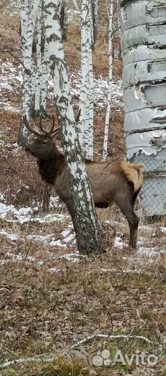 Маралы живые