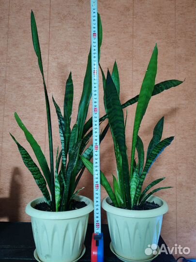 Сансевиерия