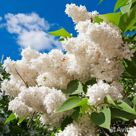 Саженцы из Сатки