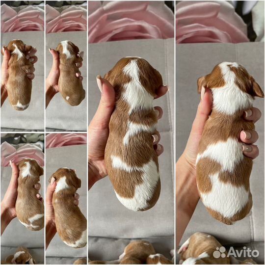 Кинг чарльз спаниель щенки