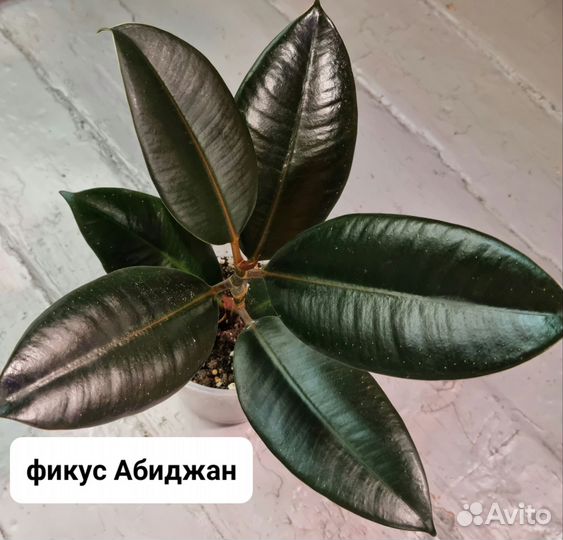 Фикус каучуконосный,бенджамина