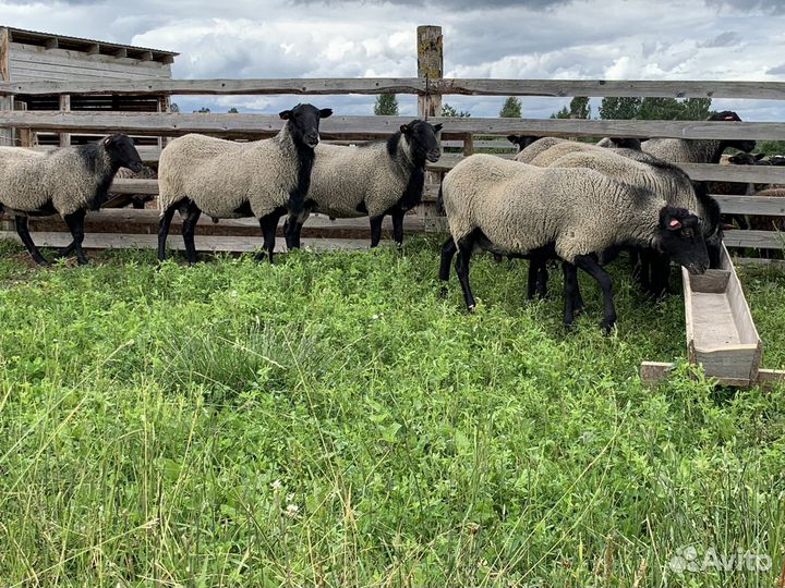 Ягнята барашки на мясо (ягнятина/баранина)