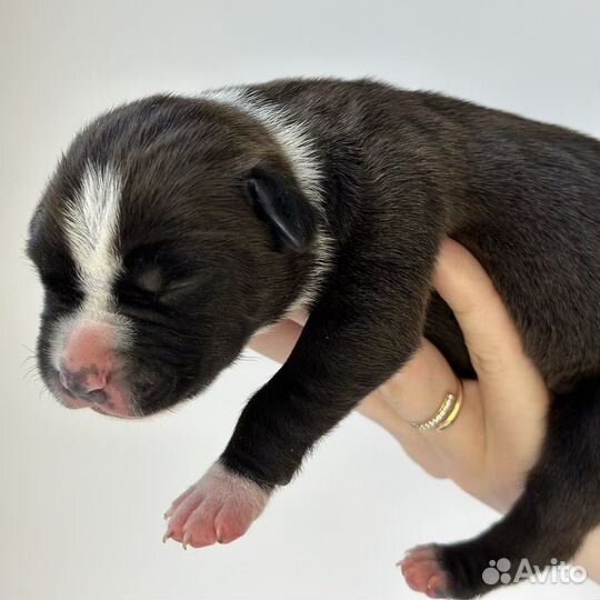 Щенки амстаффа