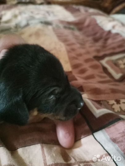 Щенки карликовой, гладкошерстной таксы