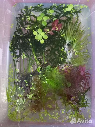 Рыбки растения креветки