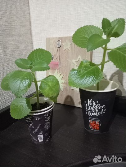 Мята домашняя