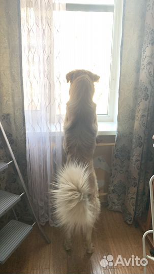 Собака для охраны в добрые руки