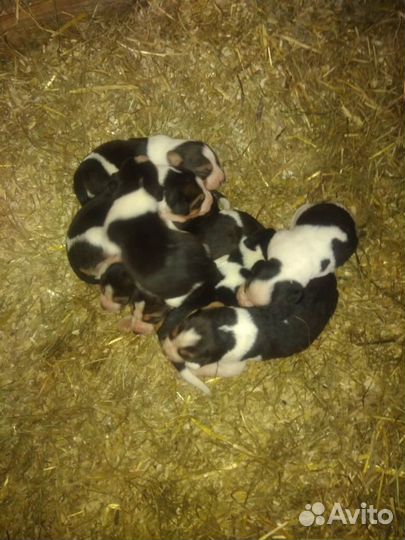 Щенки русской пегой гончей