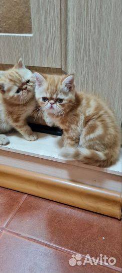 Экзотическая короткошерстная