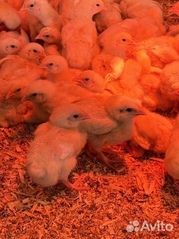 Цыплята броллера подрощенные