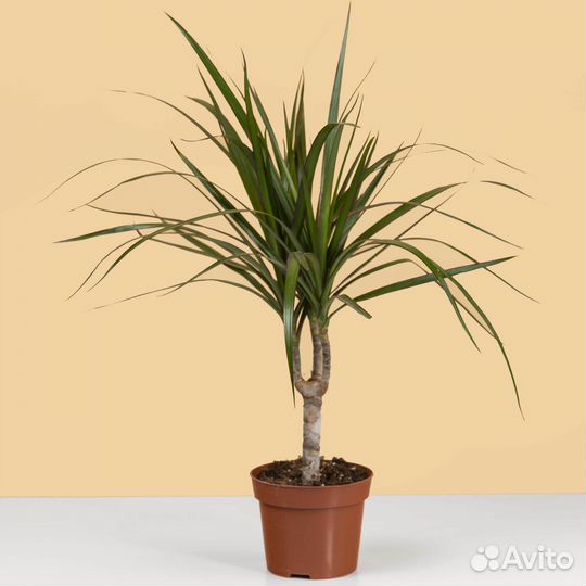 Комнатное растение драцена домашняя