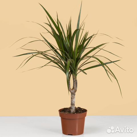 Комнатное растение драцена домашняя