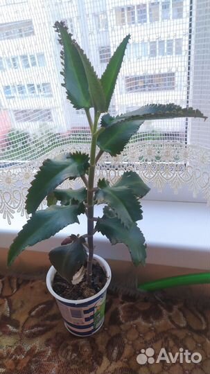 Каланхоэ лечебное лекарь