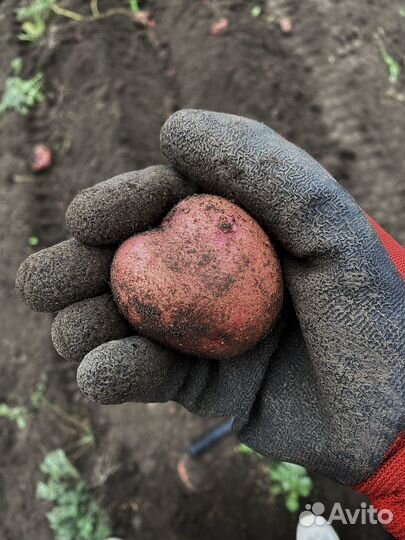 Продам молодую картошку