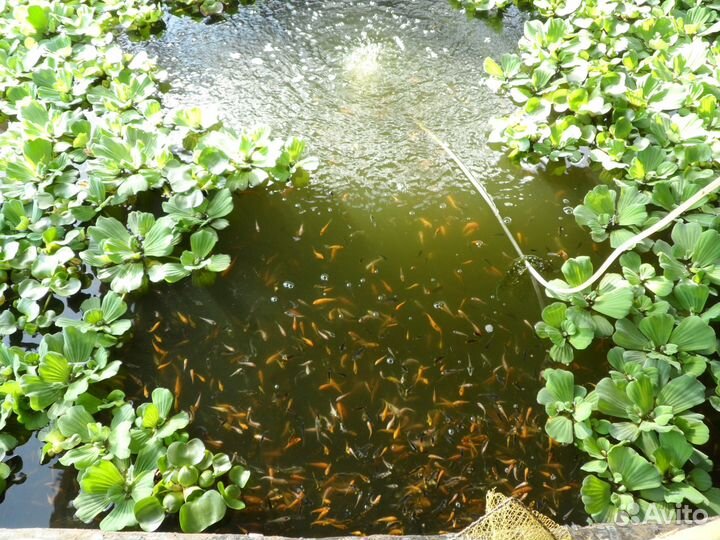 Малёк карпа Кои