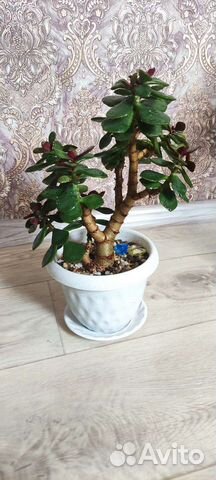 Денежное дерево Толстянка крассула (обликва)