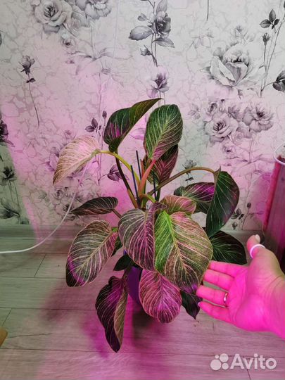 Филодендрон Биркин