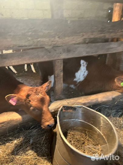 Здоровые телята бычки с доставкой до дома