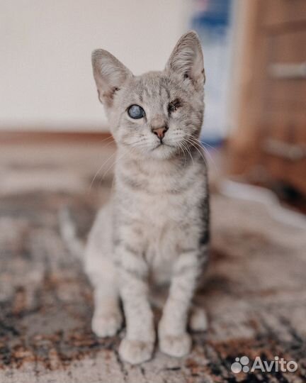 Полуслепые котята в добрые руки