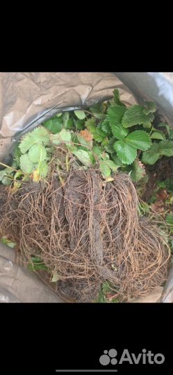 Рассада клубники априка