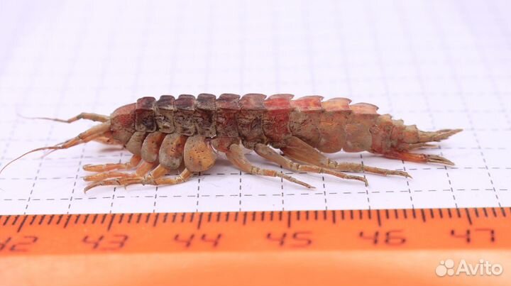 Ракообразное из Байкала Parapallasea puzyllii