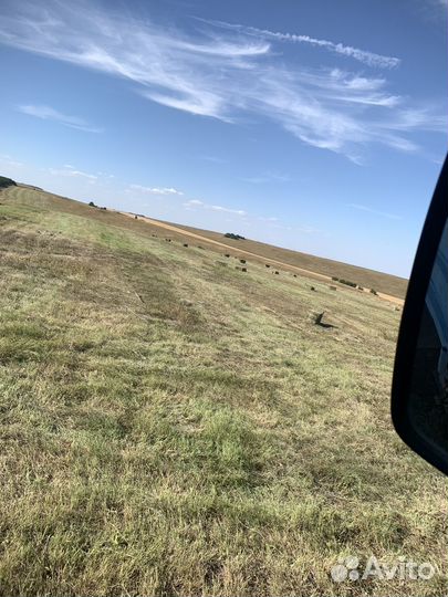 Горное сено солома Пшеничная 2024 г с доставкой