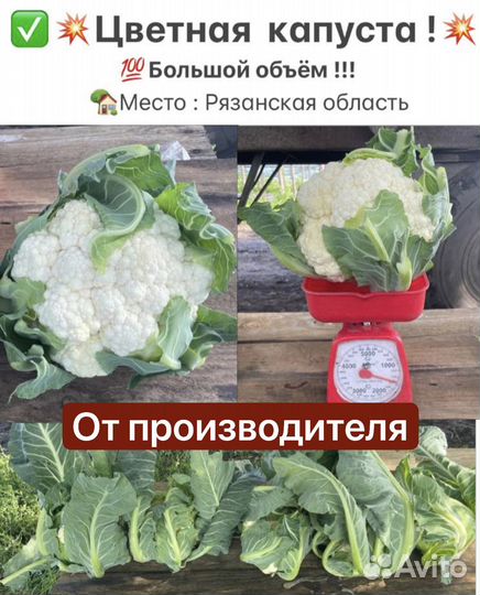 Цветная капуста оптом