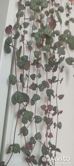 Церопегия вуда