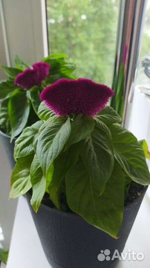 Цветок с горшком(Целозия)