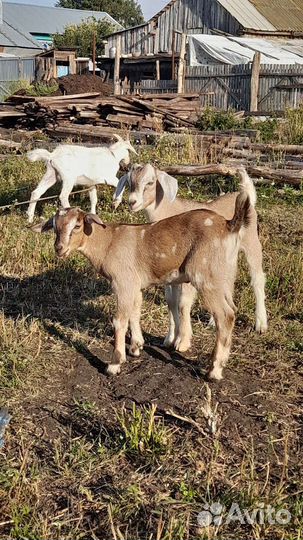 Альпийский козлик