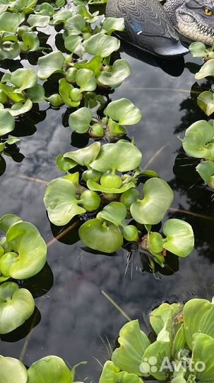 Водный гиацинт