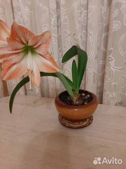 Гиппеаструм