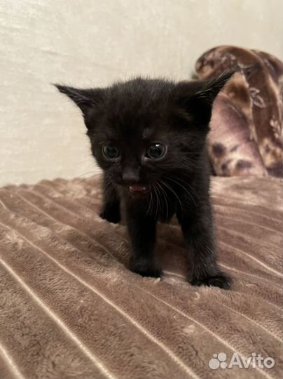 Отдам котят в дорые руки