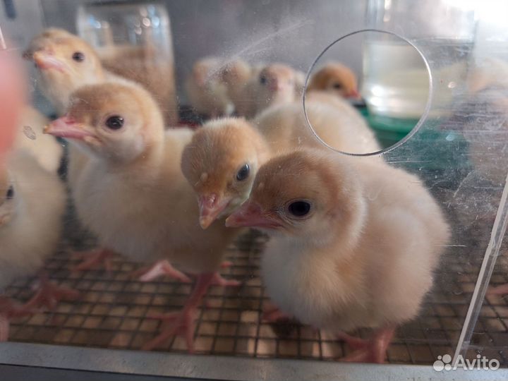 Индюки Индюшата