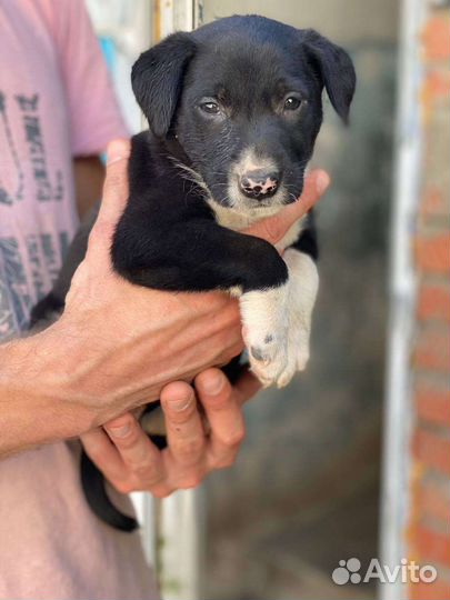 Собачки ищут домВозьмите друга