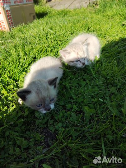 Котята в добрые руки бесплатно