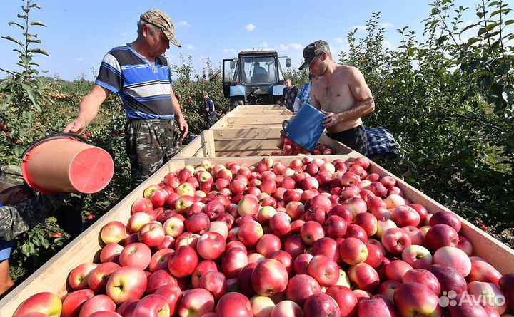 Разнорабочие на сбор яблок (вахта от 15 смен)