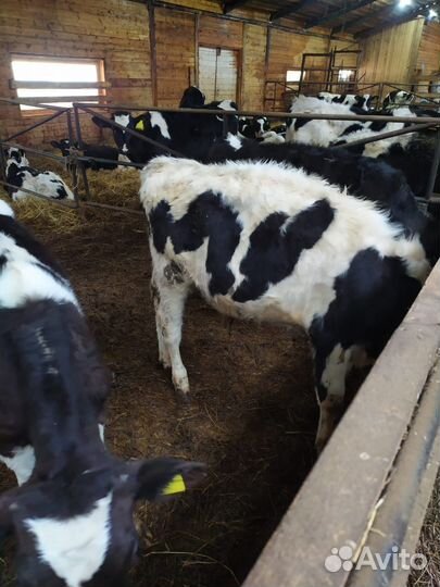 Бычки и телята