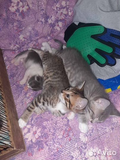 Котята в добрые руки
