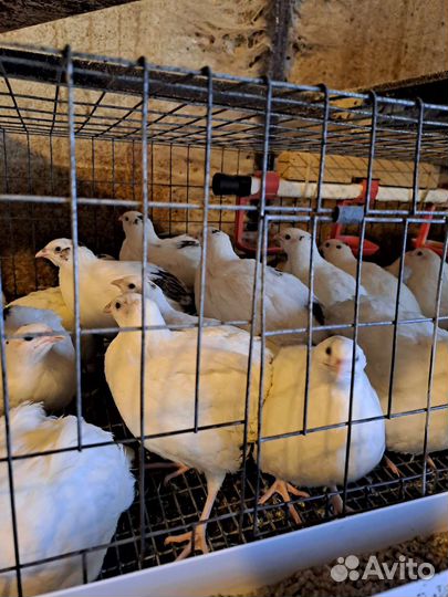 Перепелки техасский бройлер