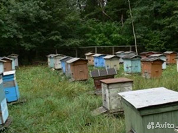 Мед 24 года из Алтая опт