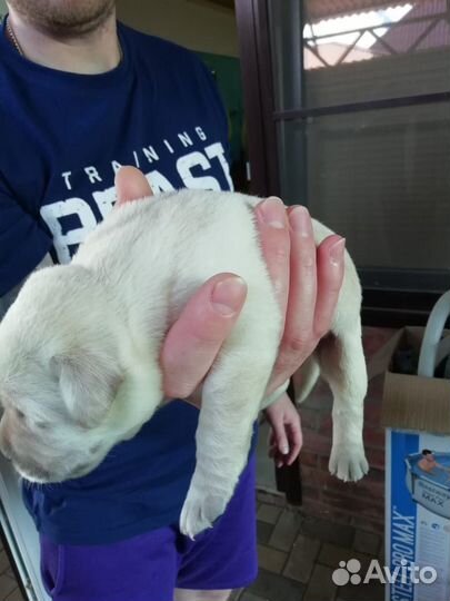 Щенки лабрадора