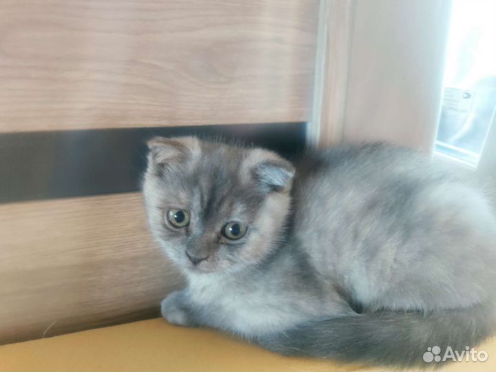 Шотландские котята