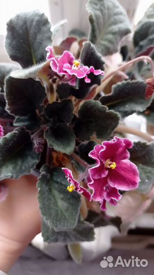 Фиалки, гибискус,золотой ус, сирень