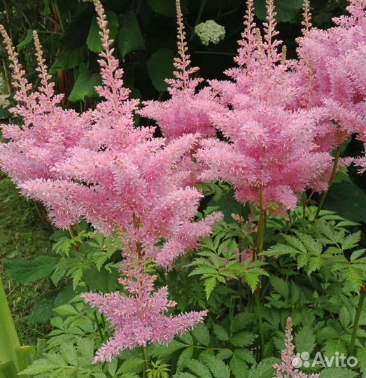 Астильба розовая